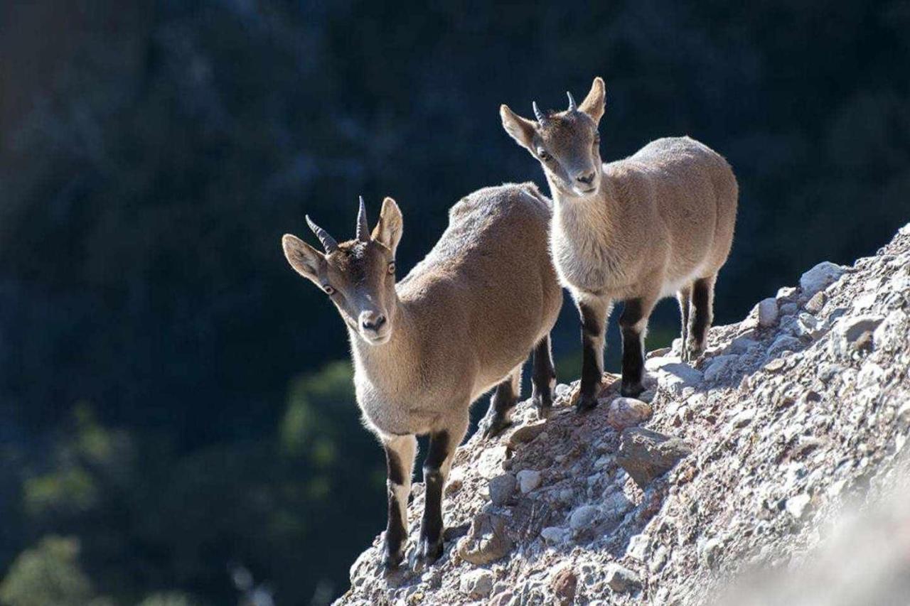 Xalet De La Muntanya El Brucmontserrat Kültér fotó